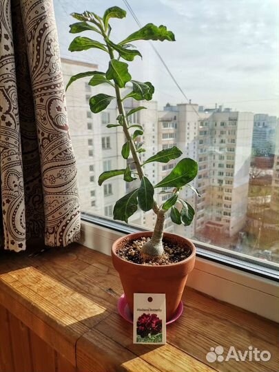 Адениум madame butterfly