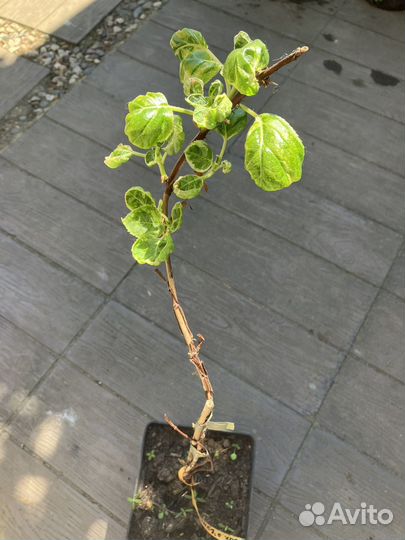 Гортензия черешковая вариегатная