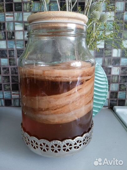 Чайный гриб / комбуча