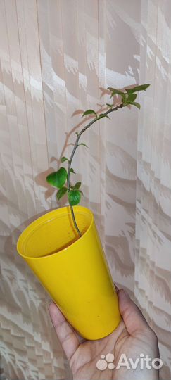 Бугенвиллия Yellow Queen