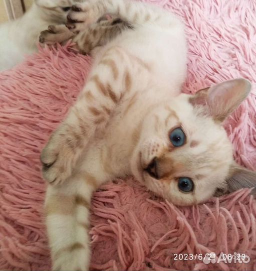 Котята Линкс (бенгальский снежный барс)