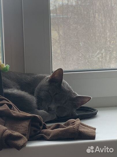 Кот на вязку