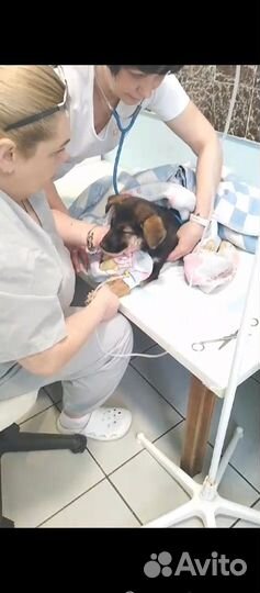 Щенки
