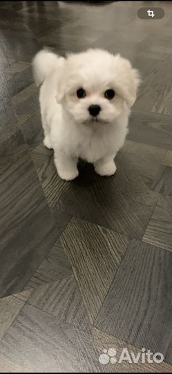 Мальтезе стандарт девочка РКФ