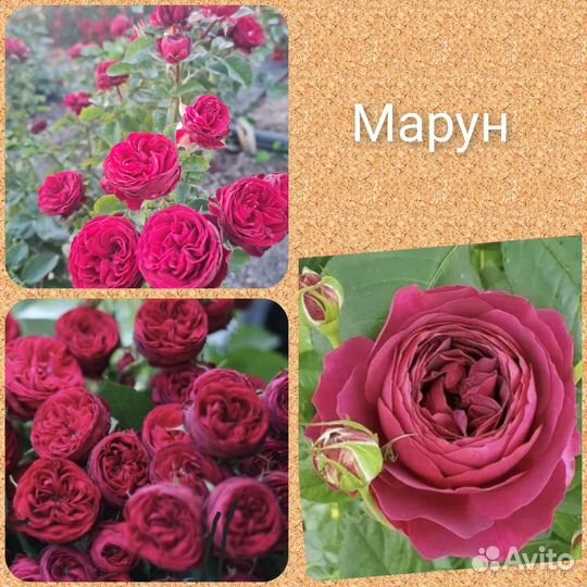 Продается роза