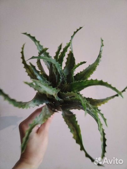 Алое искусственные