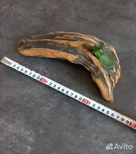 Коряги дрифтвуд