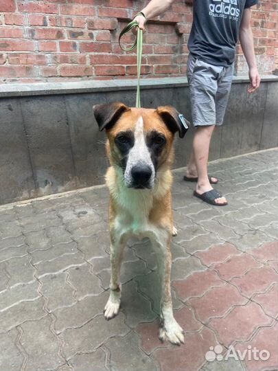 Лаки в поисках хозяина