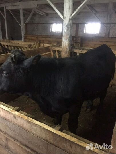 Быки и телки. Разных пород, 3месяца