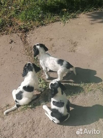 Щенки спаниэля