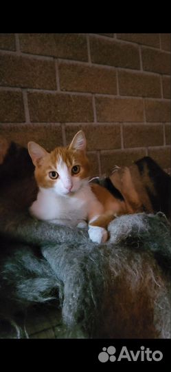 Котенок мальчик