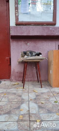Котики бесплатно в добрые руки