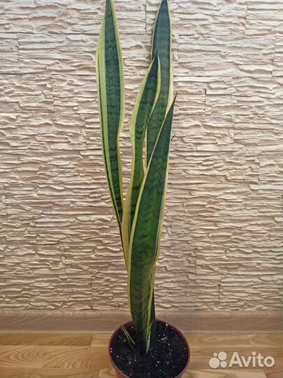 Сансевиерия (тещин язык)