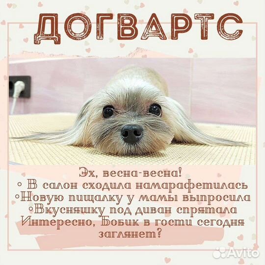 Услуги грумера в салоне и на дому