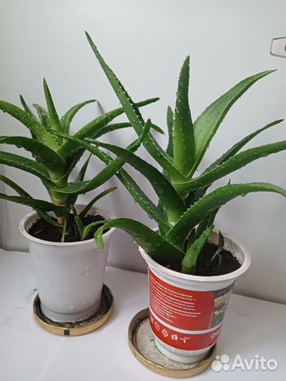 Алоэ лечебное