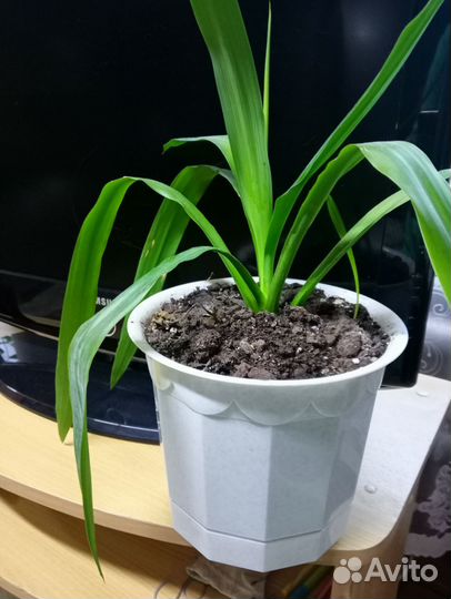 Пальма юкка