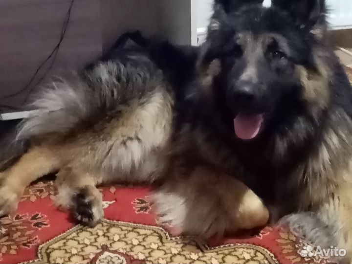 Случка собак