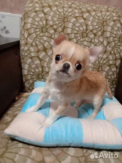 Взрослая малышка.Мини