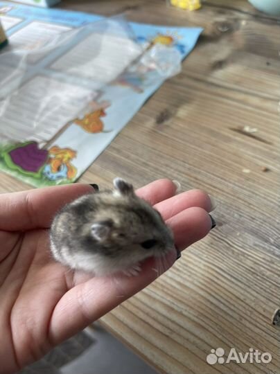 Хомяки джунгарики