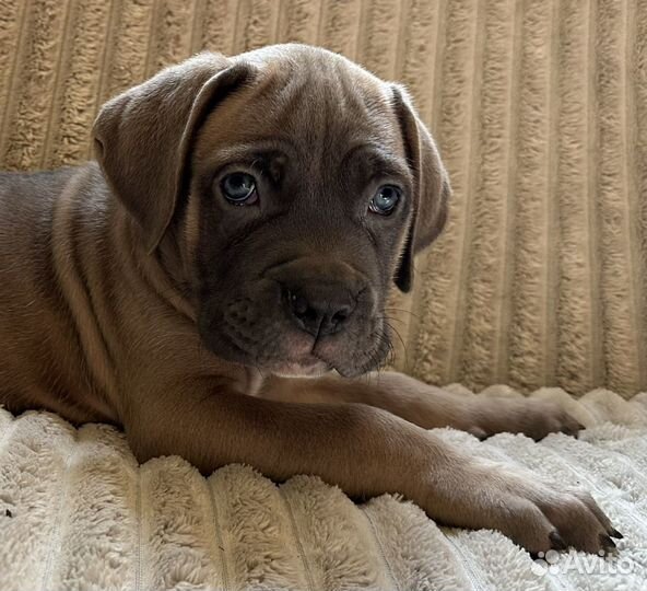 Щенки кане корсо