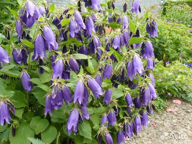 Колокольчик многолетний