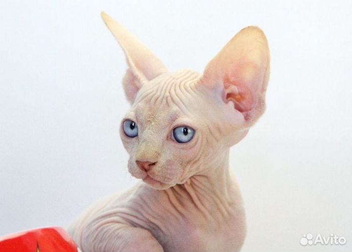 Бенедикт - он же Бенечка, Беня, Беняша, Бэн