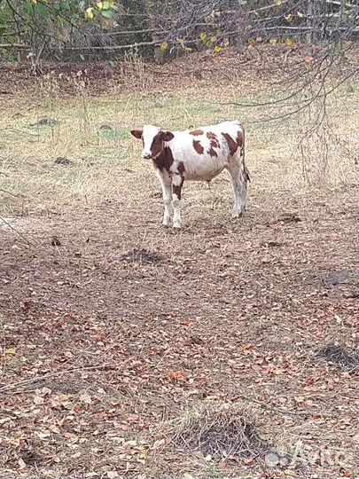 Бычок домашний