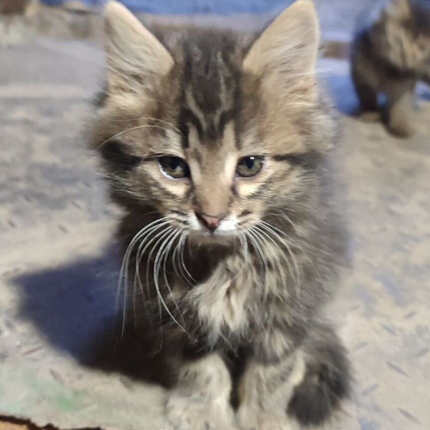 Котята в добрые руки бесплатно воронеж