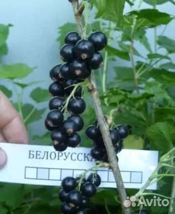 Саженцы черной смородины