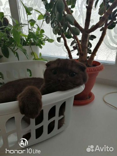 Вислоухий британец ищет невесту