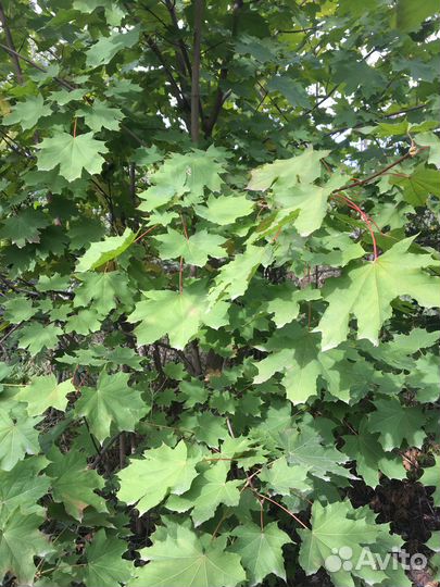 Саженцы клена от 3-4 метров