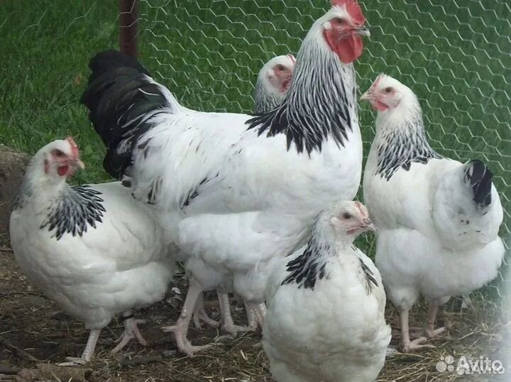 Домашние куры молодки