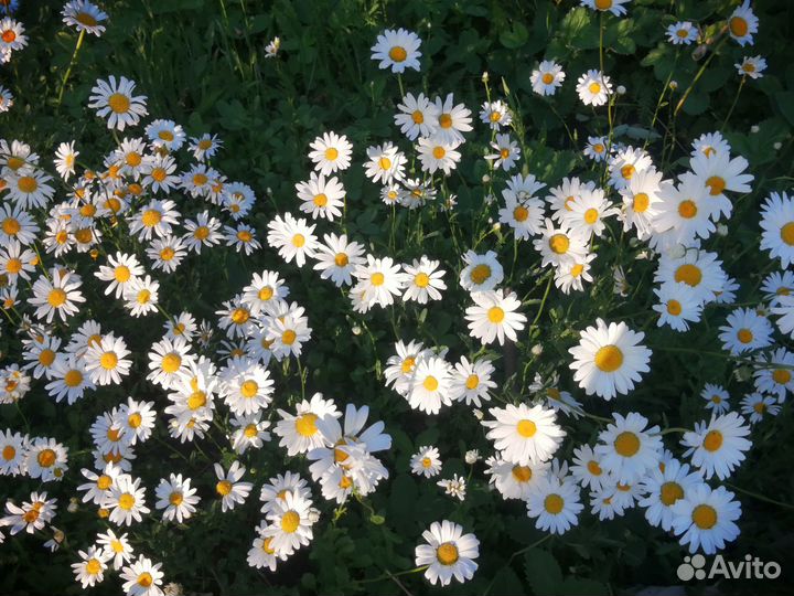 Ромашка садовая многолетняя. Не требует ухода