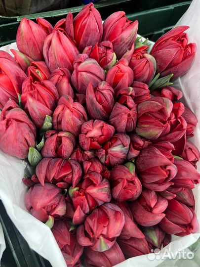 Тюльпаны оптом. Букет цветов тюльпанов