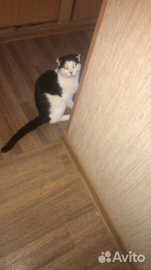 Кот ищет вязку с кошкой