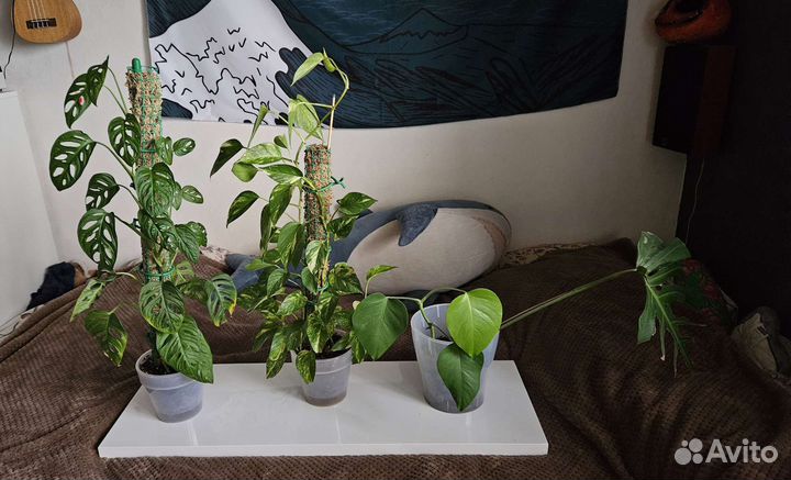 Коллекция растений. монстеры, эпипремнум, каладиум