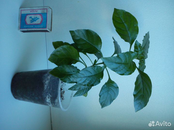 Кроссандра