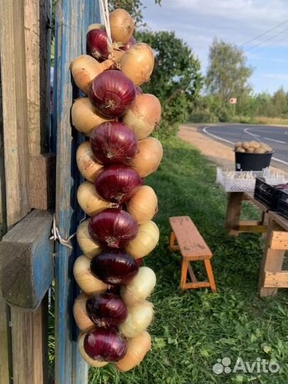 Лук в косах Ростовский в Ярославле