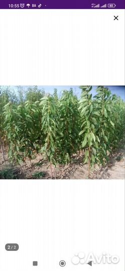 Саженцы черешни морозостойкие сорта