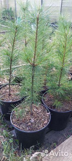 Саженцы кедра