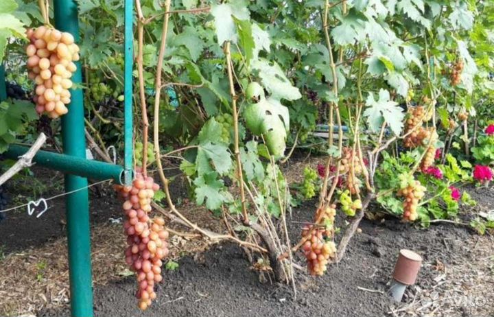 Румба,саженец