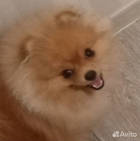 Шпиц 10 месяцев