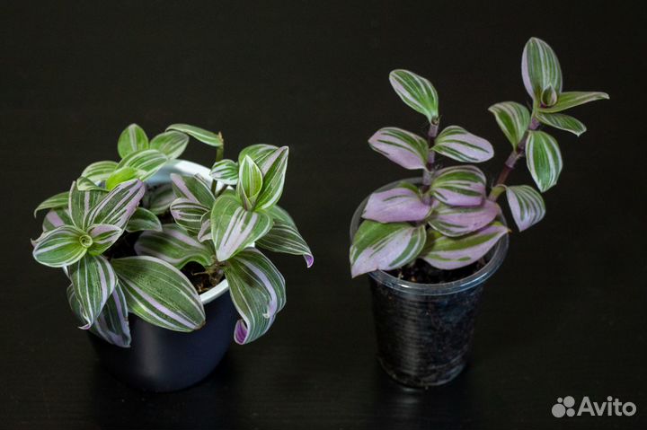 Традесканция Rainbow,Зебрина,Каллизия,Гибазис