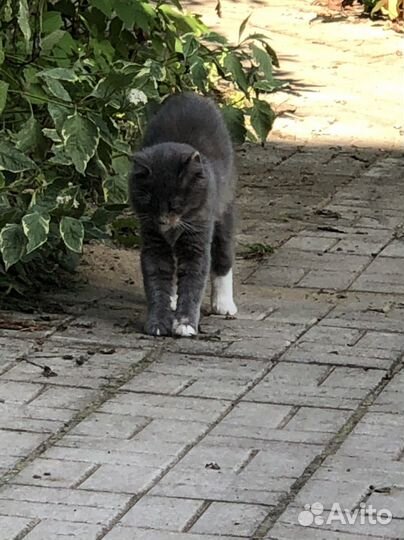 Кошка в дар