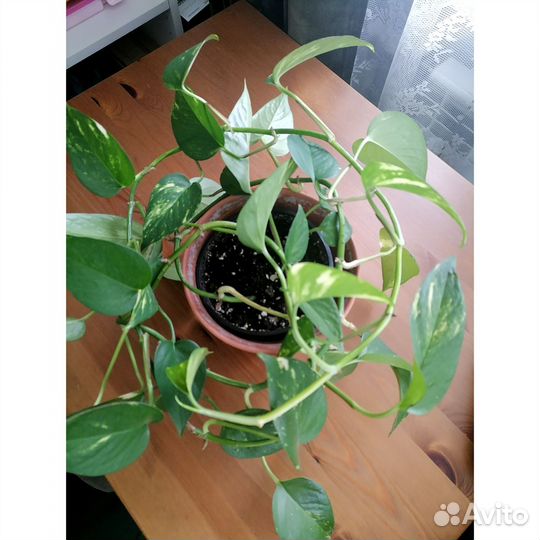 Комнатные растения