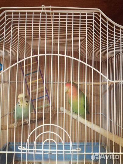 Волнистый попугай с клеткой