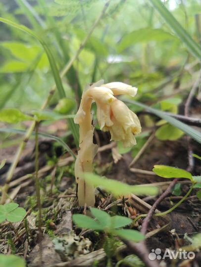 Репетитор егэ/огэ по биологии