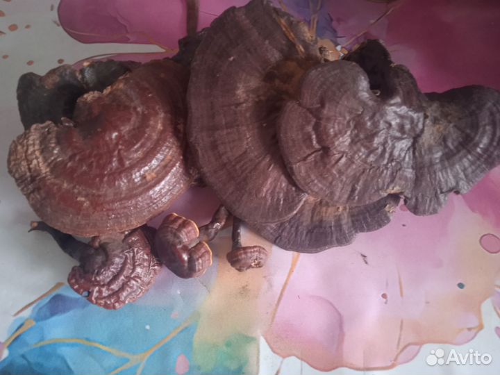 Гриб Рейши цельный