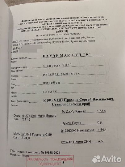 Лошади рысаки: призовых пород