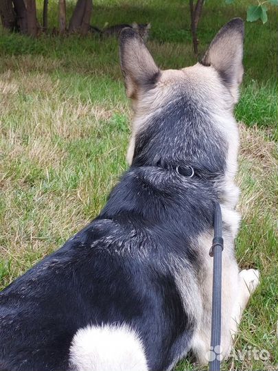 Вязка сучка Овчарка без доков